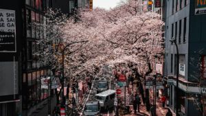 Oudste klimaatdataset ter wereld legt al 1214 jaar de bloei van kersenbloesems in Kyoto vast