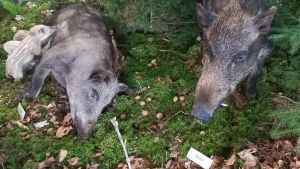 Immer mehr Wildtiere im Landkreis