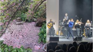 Un pomeriggio di pace tra natura e musica