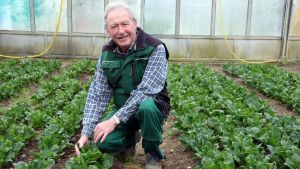 Popeye-Elixier und Kinderschreck: Von der Reichenau kommt auch Spinat