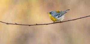 It’s a sing‑off! Myth‑busting about birds and sex when it comes to defending the nest