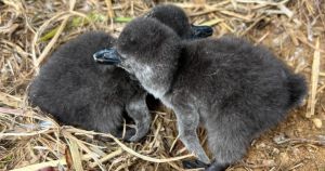 Endangered penguin chicks hatch at Norfolk zoo