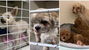 ¿Qué pasará ahora con los perros rescatados del criadero ilegal de Gijón y cuándo se podrán adoptar?