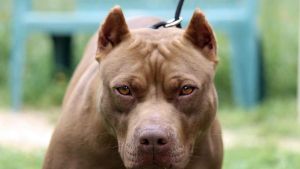 Voghera, 12enne morso dal pitbull di casa nel cortile: gravi lesioni a un braccio