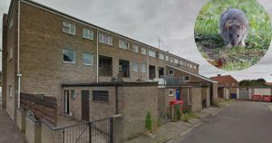 Families moved into temporary housing after council flats infested by rats