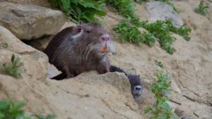 In Veneto nasce la piattaforma digitale per il controllo della nutria