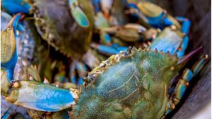 Microalghe e molluschi per la lotta al granchio blu. “Così salviamo le Valli di Comacchio”
