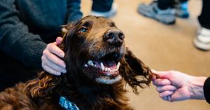 Do Dogs Enjoy Supporting Human Well-Being?