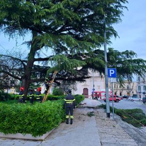 Cedimento di un cedro in piazza Bovio: si procederà all’abbattimento