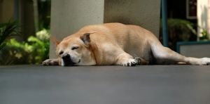 Is your cat or dog overweight? Why simply feeding less doesn’t always help