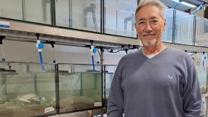 Nasce la fattoria sotto il mare. Ostriche ’sospese’ anti-granchio blu: 