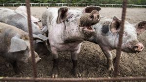 Lidl verwerkt verlopen maaltijdsalades tot varkensvoer