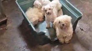 Perros durmiendo entre sus propias heces, con lesiones en los ojos, sarro y tumores: los detalles para desarticular el criadero de Gijón