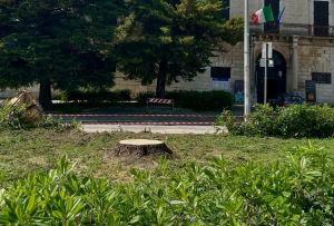 Abbattuto il cedro di piazza Bovio. Chieco: «Pianteremo un altro»