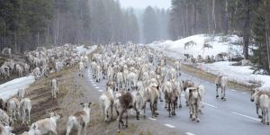 Ebba Busch har rätt om rennäringen