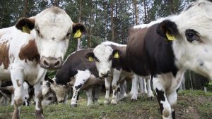 Lihantuotanto | Lukijalta: Nauta takaisin näkyviin – laiduntaminen parantaa tuotannon mainetta
