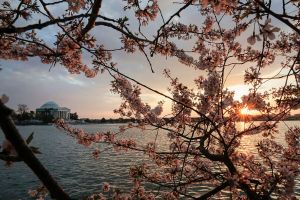 Cherry Blossoms Are Proof of a Planet Going Awry