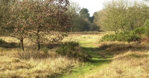 Sheep dies after being 'violently mauled by dog' at grazing spot