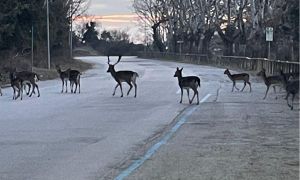 Daini e nutrie fanno danni, Ferrara prepara la caccia di selezione