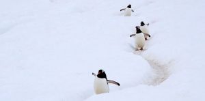 Des manchots de l’Antarctique à l’explicabilité en IA. Bienvenue en prétopologie !