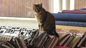 Kastrieren, registrieren, schützen: Was die Katzenschutzverordnung bedeutet?