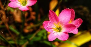 How Children Actually Learn Hope When the World Feels Uncertain