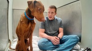 Terrified, emaciated dog comes to life as volunteer sits with him for human connection