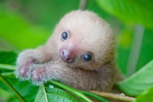 Florida zoo captures adorable moment when a newborn baby sloth meets his dad
