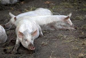 Læser reagerer på leder: - Jeg blev ked af det, Nanna Bernth