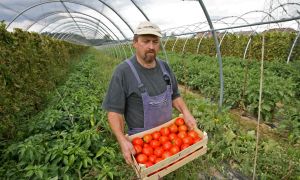 Bo lahko vsak delal, kar bo hotel?