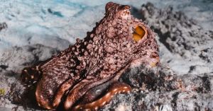 Love Eating Octopus? You Might Want to Read This First