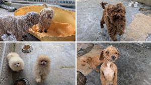 Una trabajadora, clave para destapar las deplorables condiciones de los más de 300 perros rescatados en un criadero de Serín: el caso llegó al Ministerio del Interior
