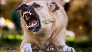 Faith healing over vaccine: MP woman barks, attacks people months after dog bite