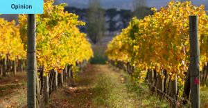 Sour grapes: Why your favourite ‘estate’ might not have a single vine