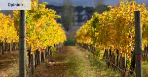 Sour grapes: Why your favourite ‘estate’ might not have a single vine