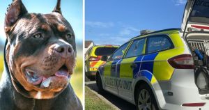 Man in court for hitting XL Bully over head with a frying pan