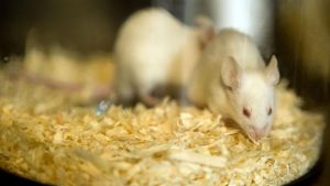 Laboratorijske životinje u Srbiji: ‘I dalje su nezamenljive za eksperimente’