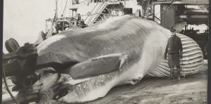 Comment la chasse à la baleine s’est étendue du Pays basque au reste du monde… jusqu’à être interdite