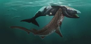Could warming seas bring great white sharks back to the North Sea? A 5‑million‑year‑old shark tooth may provide clues