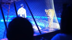 Grüne wollen Konstanzer vor Löwen schützen – und scheitern mit Vorstoß zu Grenzen für Zirkusse