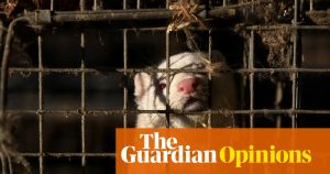 Ban fur farming or risk a new pandemic