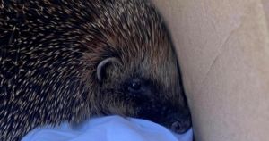 Charity shop finds 'adorable' surprise in bag of donations