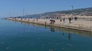 Trieste, tornano le maxi meduse: lo spettacolo del 