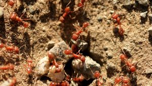 DNA-barcoding delle formiche europee (anche aliene), lo scienziato: che cos’è e perché è importante. La mappa /