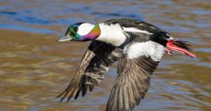 Kawartha shorelines come alive with spring waterfowl