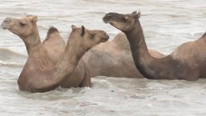 Gujarat’s Swimming Camels Face Extinction As Neglect And Mangrove Loss Go Unchecked