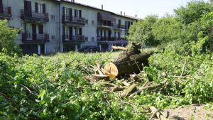 Urago Mella, abbattuti i gelsi dell’età napoleonica