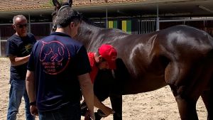 Quintana, via alle visite veterinarie . I sestieri presentano le cavalcature