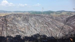 Deforestación, sin control