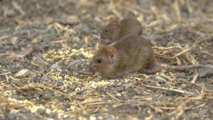 Superratas, cochinillas y babosas